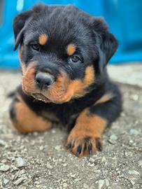 Rottweiler cuccioli