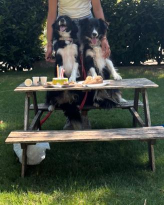 Border collie