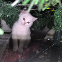 Gattini scotish straight