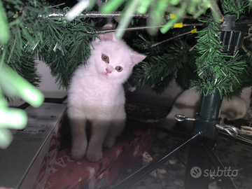 Gattini scotish straight