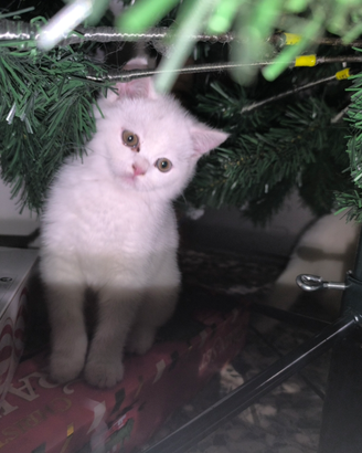 Gattini scotish straight