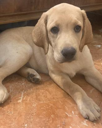 Splendida cucciola di Labrador retriver