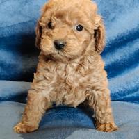 Barboncino Toy pedigree Enci