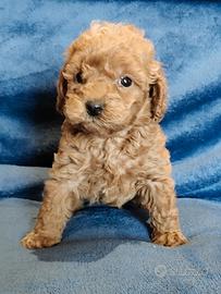 Barboncino Toy pedigree Enci