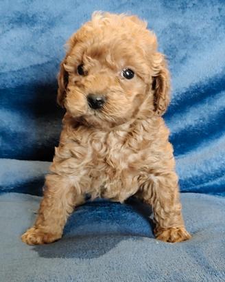 Barboncino Toy pedigree Enci