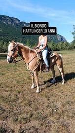 Cavallo