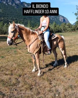 Cavallo