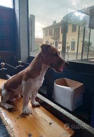 Jack Russell cucciolo maschio