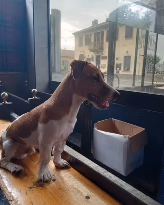 Jack Russell cucciolo maschio