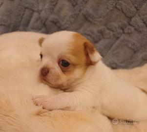 Maschio di chihuahua a pelo corto