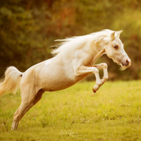 Miniature Horse