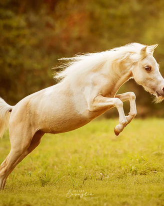 Miniature Horse