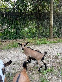 Capre/caprette tibetane