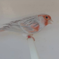 Canarini agata opale rosso mosaico