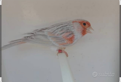 Canarini agata opale rosso mosaico