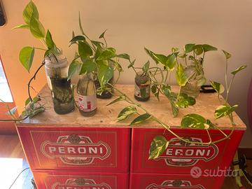 Talee di Pothos radicate in acqua (con vaso)