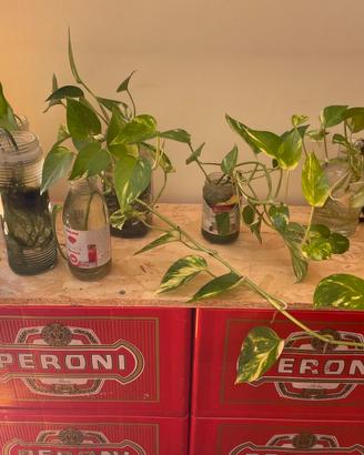 Talee di Pothos radicate in acqua (con vaso)