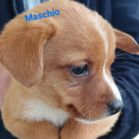 Cuccioli di cane meticci