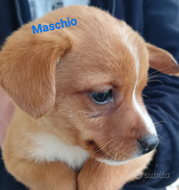 Cuccioli di cane meticci