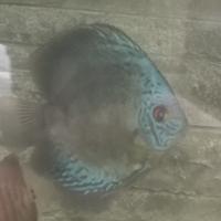 Discus maschio