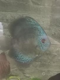 Discus maschio