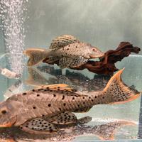Pseudorinelepis L95/ Loricaridi