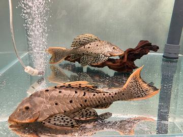 Pseudorinelepis L95/ Loricaridi