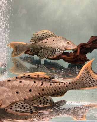 Pseudorinelepis L95/ Loricaridi