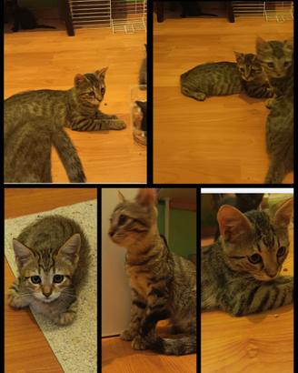 Gattini soriani ,neri e grigi