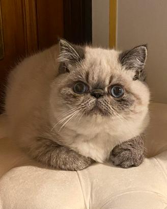 Cucciola esotica