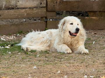 Pastore maremmano abruzzese cuccioli enci