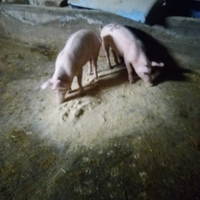 Animali maiali