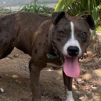 Pitbull