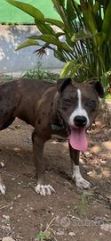 Pitbull