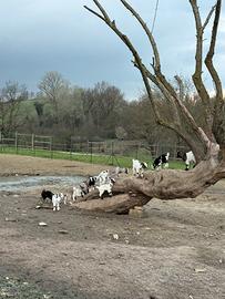 Vendita caprette tibetane