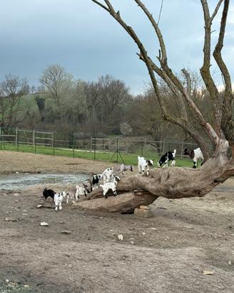 Vendita caprette tibetane