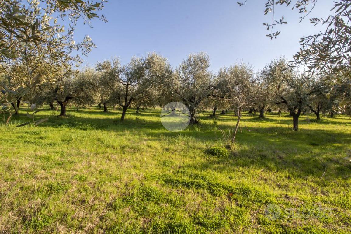 TER. AGRICOLO A PALOMBARA SABINA - Vista 2