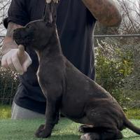 Cane corso