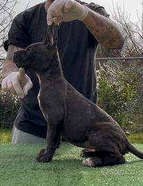 Cane corso