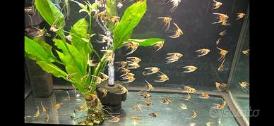 ACQUARIO TENERIF 88 da 130 LT