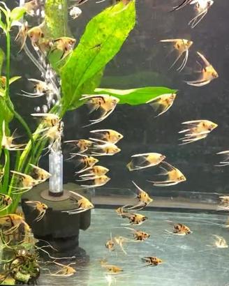 ACQUARIO TENERIF 88 da 130 LT