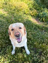 Labrador con pedigree disponibile per monta