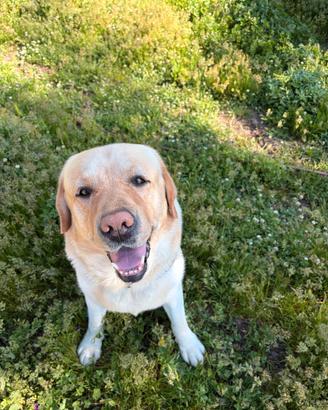 Labrador con pedigree disponibile per monta