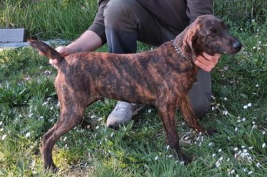 Segugio maremmano tigrato