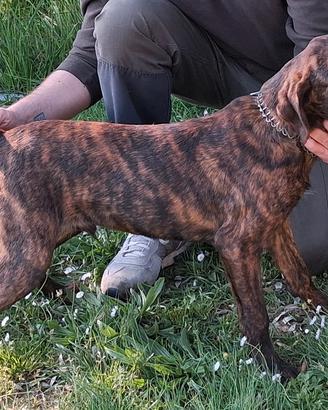 Segugio maremmano tigrato