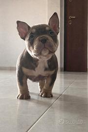 Cucciolo American Bully pedigree Abkc