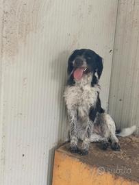 Cucciola restone da tartufo