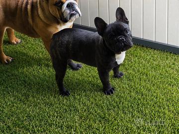 Bouledogue francese bulldog