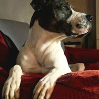 Simil alano di un anno e 5 mesi