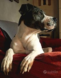 Simil alano di un anno e 5 mesi